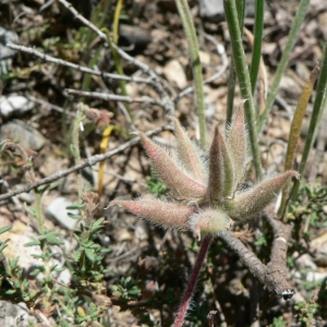 Photographie n°21926 du taxon Astragalus stella Gouan [1773]