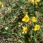  Mathieu MENAND - Lotus corniculatus subsp. tenuis (Waldst. & Kit. ex Willd.) Berher [1887]