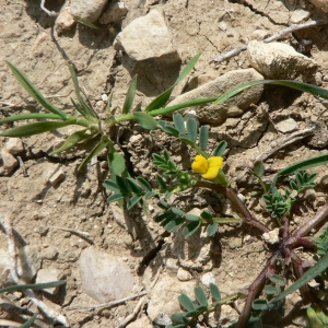 Photographie n°21928 du taxon Hippocrepis biflora Spreng. [1815]