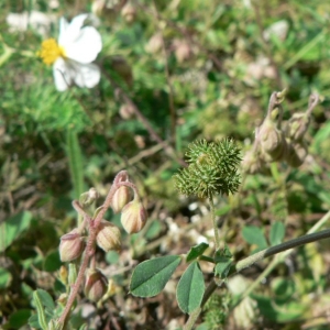 Photographie n°21933 du taxon Medicago minima (L.) L. [1754]