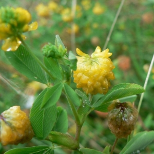 Photographie n°21937 du taxon Trifolium aureum Pollich [1777]