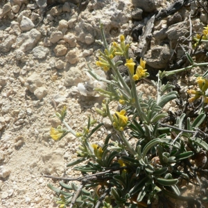 Photographie n°21941 du taxon Anthyllis hermanniae L. [1753]