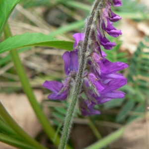  - Vicia cracca subsp. incana (Burnat) Rouy [1899]