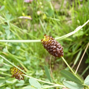 Photographie n°21954 du taxon Trifolium spadiceum L.