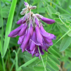 Astragalus hedysaroides L. (Hédysarum des Alpes)