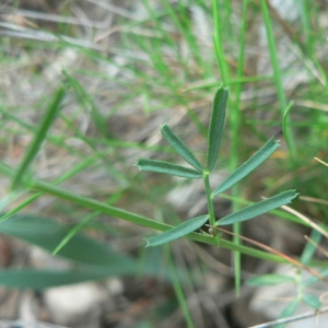  - Lathyrus saxatilis (Vent.) Vis. [1852]