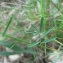  Mathieu MENAND - Lathyrus saxatilis (Vent.) Vis. [1852]