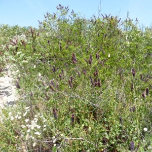 Photographie n°21964 du taxon Amorpha fruticosa L. [1753]