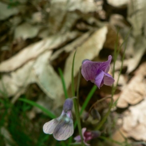 Photographie n°21978 du taxon Lathyrus linifolius f. linifolius 