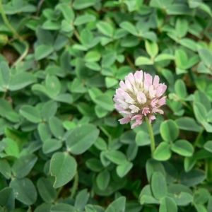 Photographie n°21985 du taxon Trifolium fragiferum L. [1753]