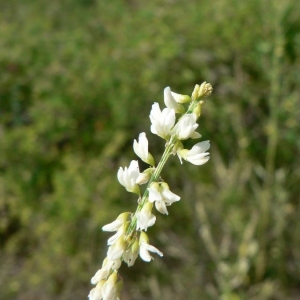 Photographie n°21987 du taxon Melilotus albus Medik. [1787]