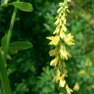 Photographie n°21988 du taxon Melilotus officinalis (L.) Lam. [1779]