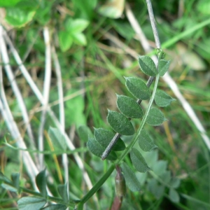 Photographie n°21990 du taxon Vicia pyrenaica Pourr. [1788]