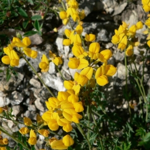 Photographie n°21992 du taxon Coronilla minima L. [1756]