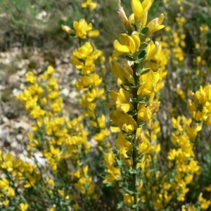 Photographie n°21994 du taxon Genista tinctoria L. [1753]