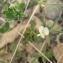  Mathieu MENAND - Lathyrus saxatilis (Vent.) Vis. [1852]