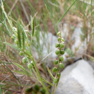 Photographie n°22002 du taxon Melilotus sulcatus Desf. [1799]