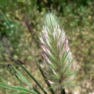 Photographie n°22003 du taxon Trifolium angustifolium L.