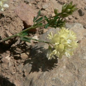 Photographie n°22004 du taxon Medicago sativa subsp. falcata (L.) Arcang. [1882]