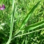  Mathieu MENAND - Lathyrus hirsutus L.