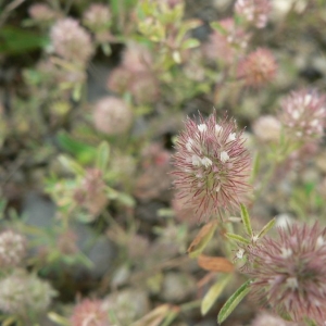 Photographie n°22021 du taxon Trifolium arvense L.