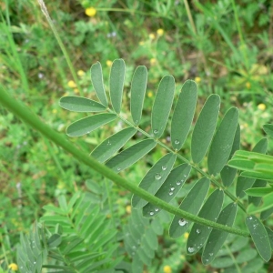 Photographie n°22025 du taxon Onobrychis viciifolia Scop. [1772]
