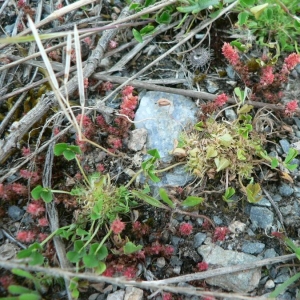 Photographie n°22026 du taxon Trifolium suffocatum L. [1771]