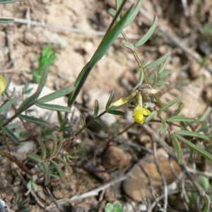 Photographie n°22027 du taxon Hippocrepis ciliata Willd. [1808]