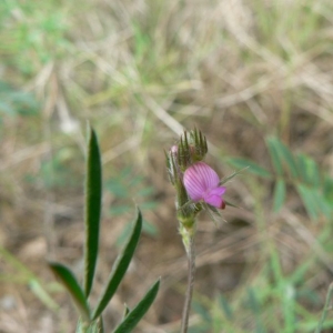 Photographie n°22029 du taxon Onobrychis caput-galli (L.) Lam. [1779]