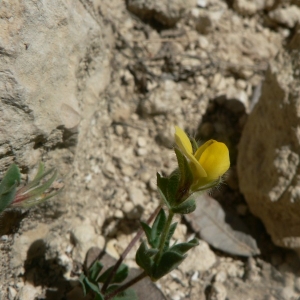 Photographie n°22031 du taxon Lotus edulis L. [1753]