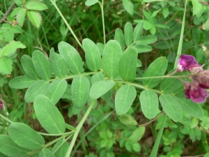 Mathieu MENAND, le 12 mai 2007 (Saint-Affrique)