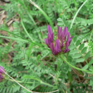 Photographie n°22042 du taxon Astragalus hypoglottis L. [1771]