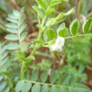 Vicia arietinum (L.) E.H.L.Krause (Pois-chiche)