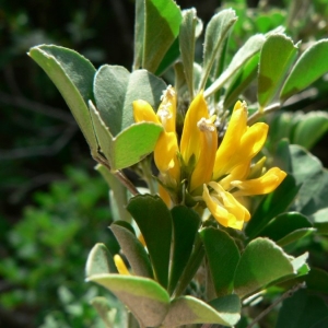 Photographie n°22047 du taxon Medicago arborea L. [1753]