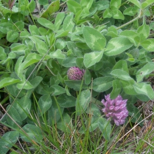 Photographie n°22048 du taxon Trifolium pratense L. [1753]