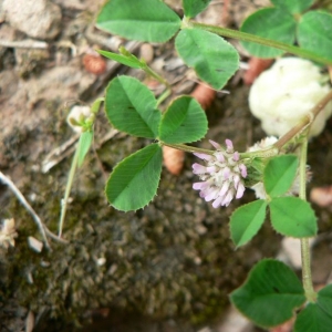 Photographie n°22050 du taxon Trifolium tomentosum L. [1753]