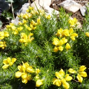 Photographie n°22053 du taxon Genista hispanica L. [1753]