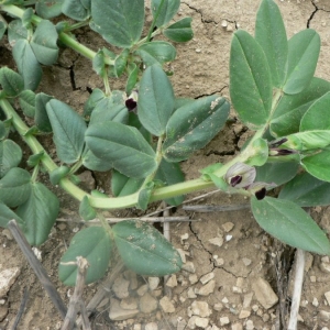 Vicia narbonensis var. lutea Freyn & Sint. (Vesce de Johann)