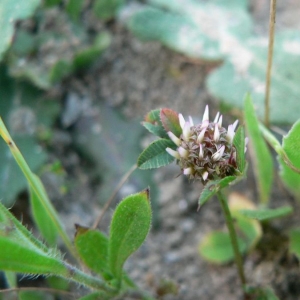 Photographie n°22057 du taxon Trifolium glomeratum L. [1753]