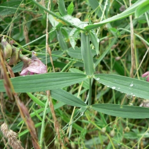 Photographie n°22064 du taxon Lathyrus sylvestris L. [1753]