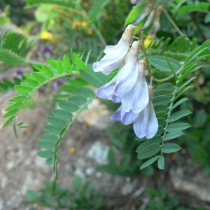 Photographie n°22065 du taxon Vicia orobus DC.