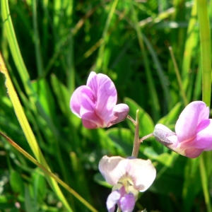 Lathyrus cirrhosus Ser. (Gesse à vrilles)