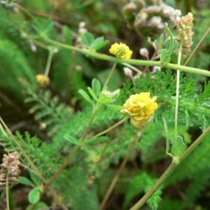 Photographie n°22071 du taxon Medicago lupulina L. [1753]