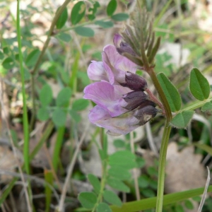 Photographie n°22072 du taxon Vicia sepium L. [1753]