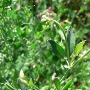 Photographie n°22073 du taxon Lathyrus tuberosus L.