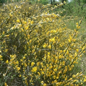 Photographie n°22079 du taxon Genista cinerea (Vill.) DC. [1805]