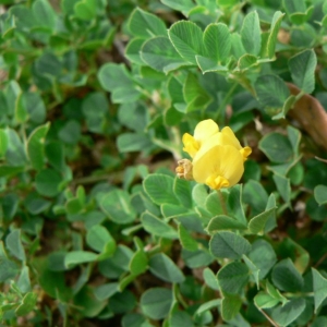 Photographie n°22080 du taxon Medicago suffruticosa subsp. leiocarpa (Benth.) Urb. [1873]