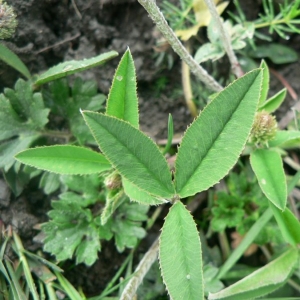 Photographie n°22083 du taxon Trifolium montanum L.