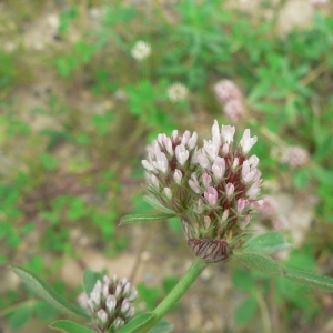 Photographie n°22085 du taxon Trifolium striatum L. [1753]