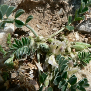 Photographie n°22088 du taxon Astragalus depressus L. [1756]